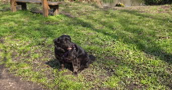 laurine pet sitter à BRETIGNY SUR ORGE 91220_2