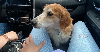 anaëlle pet sitter à LES SOUHESMES RAMPONT 55220_2