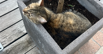 ines pet sitter à DIJON 21000_3