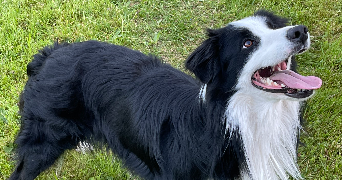 willis pet sitter à VILLENAVE D ORNON 33140_1