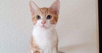 marie pet sitter à HERBITZHEIM 67260_3