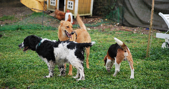 anthea pet sitter à LA ROCHE SUR YON 85000_5