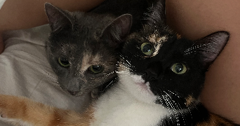 margaux pet sitter à LEVALLOIS PERRET 92300_5