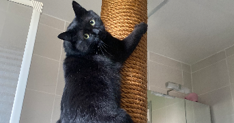 illona pet sitter à LE PLESSIS ROBINSON 92350_1