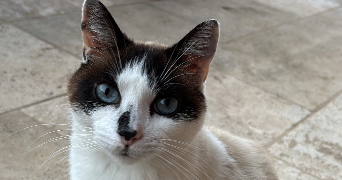 ophélie pet sitter à MAISONS LAFFITTE 78600_0