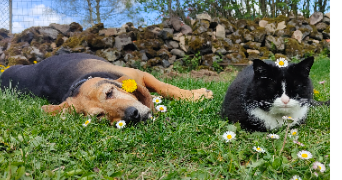 marie-camille  pet sitter à Olby 63210_2