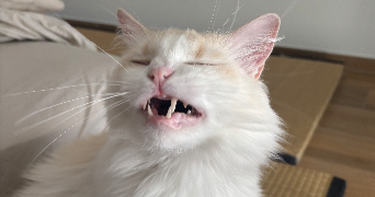 flavie pet sitter à YUTZ 57970_2