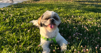 luna pet sitter à DIJON 21000_1