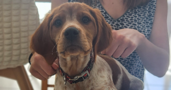caroline pet sitter à RAMONVILLE ST AGNE 31520_1