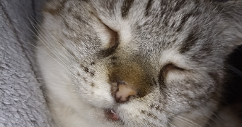 marina pet sitter à AUREILHAN 65800_2