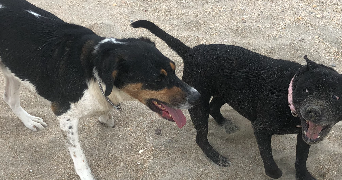 Jade pet sitter à Paris 75009_2