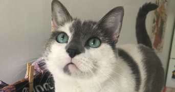 jeanne pet sitter à La Tronche 38700_0