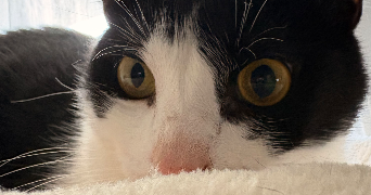 marie-dominique pet sitter à AJACCIO 20090_4