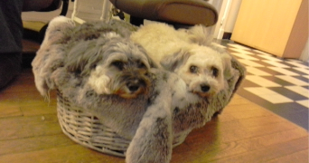 caroline pet sitter à BREST 29200_6