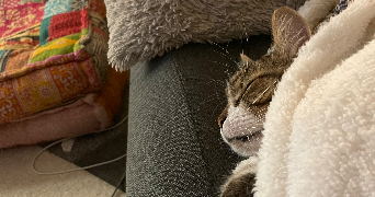 ceyliane pet sitter à SOLIGNAT 63500_3