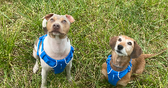 alexane pet sitter à PLOUFRAGAN 22440_5