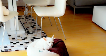 béthanie pet sitter à RUEIL MALMAISON 92500_7