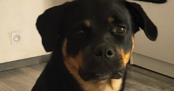 magali pet sitter à ALBERTVILLE 73200_0