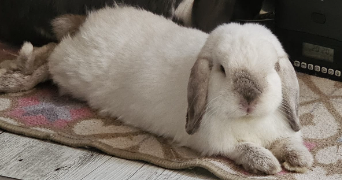 jules pet sitter à MONTPELLIER 34000_0
