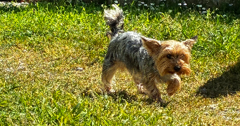 candice pet sitter à EYSINES 33320_4