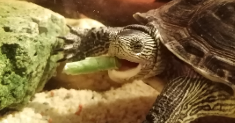 anthéa pet sitter à MARMANDE 47200_6