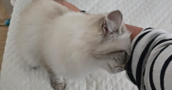 Marina pet sitter à Carrières-sous-Poissy 78955_6