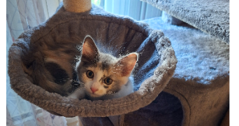 nathalie pet sitter à NANTERRE 92000_8