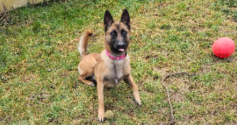 alicia pet sitter à PRINQUIAU 44260_3