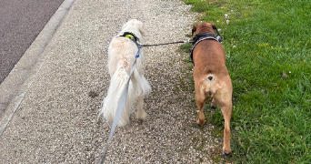 philippe pet sitter à Montreuil-sur-Barse 10270_0