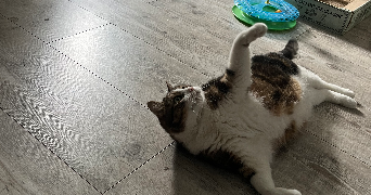 nathan pet sitter à FONTENAY LE COMTE 85200_5
