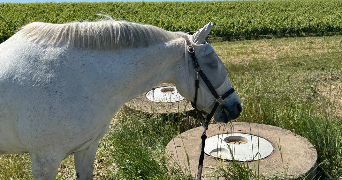 romane pet sitter à LYON 01 69001_3