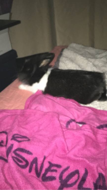 marine  pet sitter à VILLENEUVE LES AVIGNON 30400_1