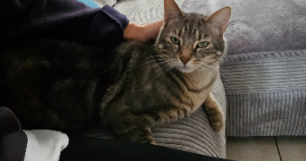 nadia pet sitter à LAMECOURT 60600_1
