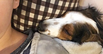 amelie pet sitter à MONTPELLIER 34000_0