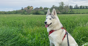 alexandra pet sitter à ST HILAIRE DE BRENS 38460_7