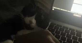 endahlé pet sitter à BESANCON 25000