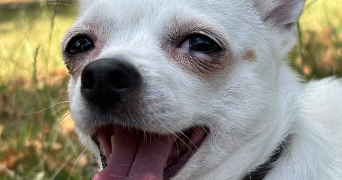 ruimin pet sitter à PARIS 13 75013_8