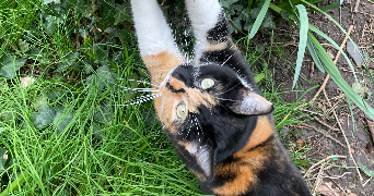 maëlle pet sitter à TOURS 37000_5