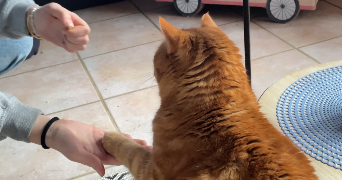 linsart pet sitter à THIMERT GATELLES 28170_3