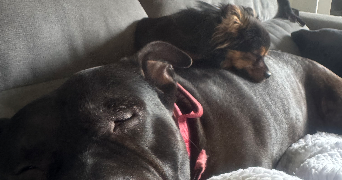 lou-ann pet sitter à Villeurbanne 69100_2