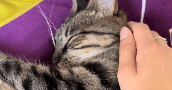 kelly cat sitter à BOULOGNE BILLANCOURT 92100_5