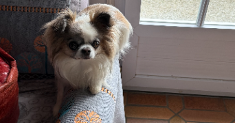 marie christine dog sitter à SOULLANS 85300_9