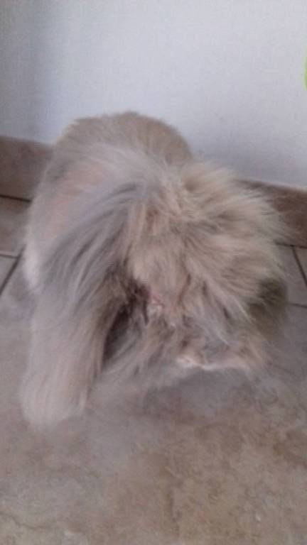 sabine pet sitter à Château-Salins 57170_1