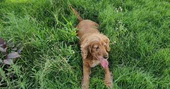 omnia pet sitter à PARIS 10 75010_2