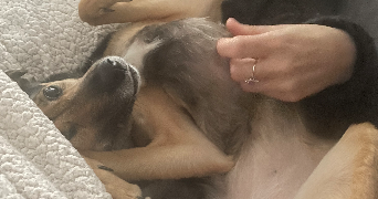 manon pet sitter à ST GENIS LAVAL 69230_4