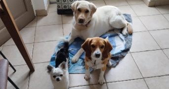 sébastien pet sitter à BRUEIL EN VEXIN 78440_8