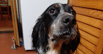 clarisse pet sitter à BOUILLANCY 60620_5