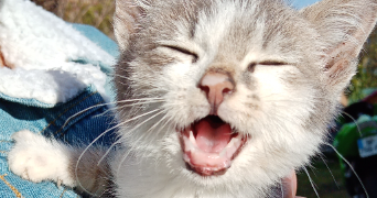 marilyss  pet sitter à TOURS 37000_0