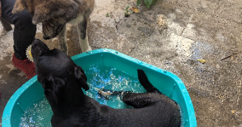 guerreiro viseu pet sitter à NIMES 30000_11