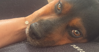 marie oriane pet sitter à FLEURY MEROGIS 91700_4